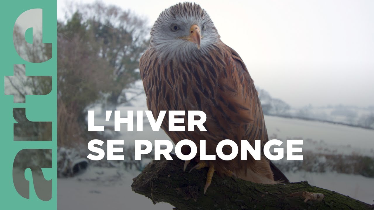 Documentaire Le Pays de Galles sauvage  au printemps