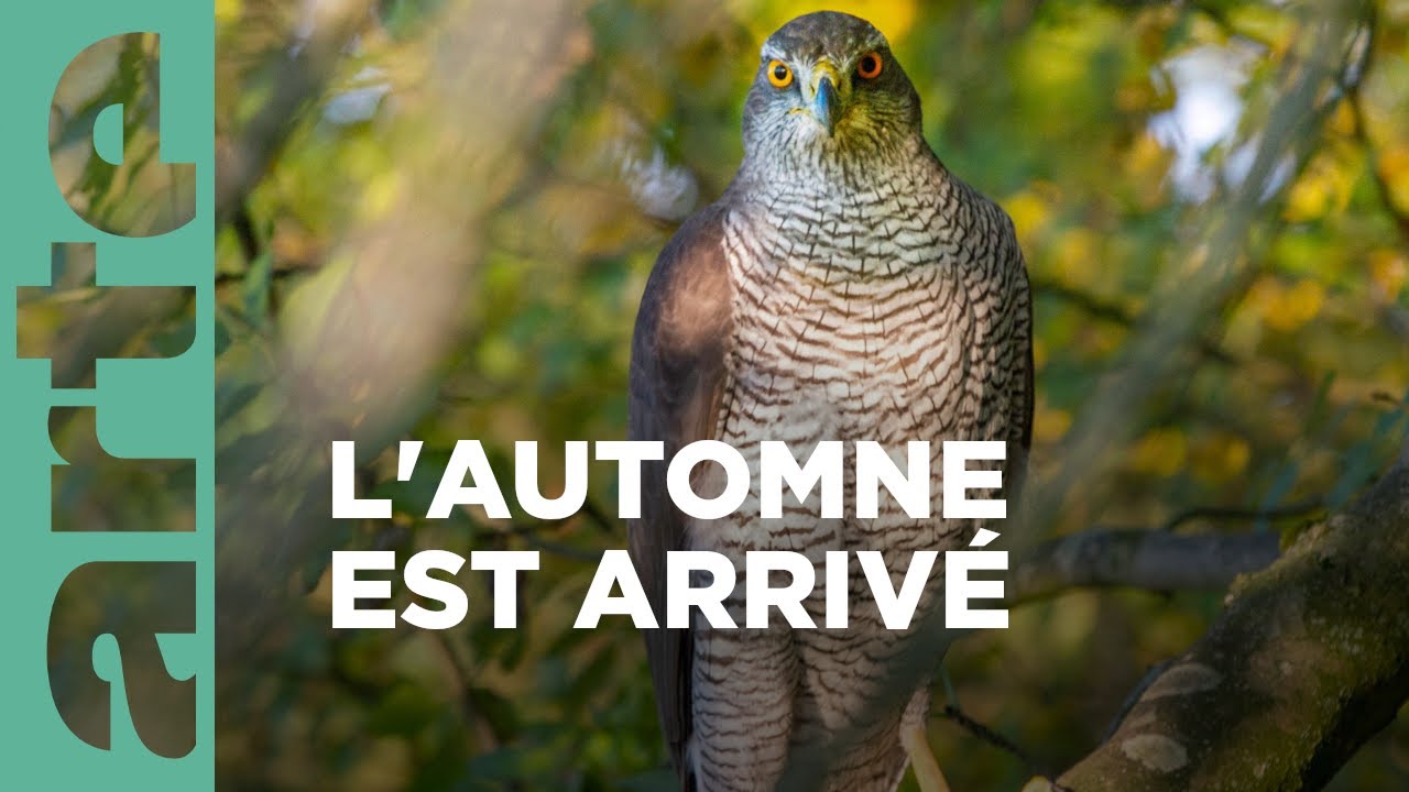 Le Pays de Galles sauvage en automne