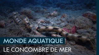 Documentaire Le concombre de mer, curiosité marine nécessaire à l’écosystème