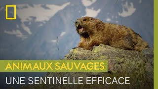 Le cri strident de la marmotte olympique