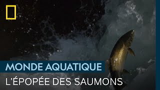 Documentaire Le dangereux périple des saumons, qui remontent les rivières malgré les ours et les loutres
