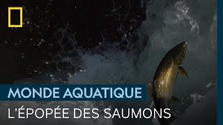 Le dangereux périple des saumons, qui remontent les rivières malgré les ours et les loutres