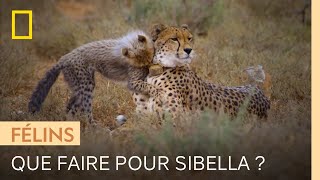 Documentaire Le dilemme des anciens soigneurs de Sibella, le guépard miraculé