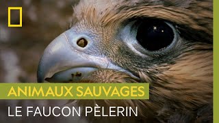 Documentaire Le faucon pèlerin, animal le plus rapide du monde