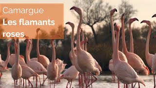 Documentaire Le flamant rose se maquille