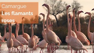 Le flamant rose se maquille