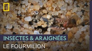 Le fourmilion, une larve qui ressemble à un alien