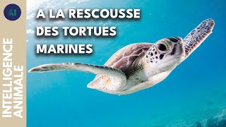 Documentaire Le mal mystérieux qui atteint les tortues de Madagascar