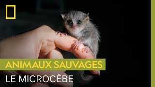 Le microcèbe, lémurien de 70 grammes qui se nourrit du nectar des baobabs