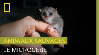 Documentaire Le microcèbe, lémurien de 70 grammes qui se nourrit du nectar des baobabs