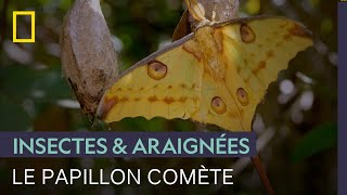 Documentaire Le papillon comète de Madagascar perdure sans pouvoir se nourrir