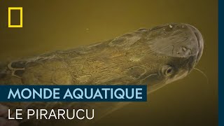 Documentaire Le pirarucu, un des rares poissons armés pour résister aux piranhas
