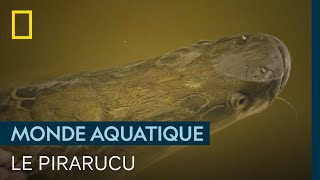 Le pirarucu, un des rares poissons armés pour résister aux piranhas