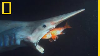 Documentaire Le requin lutin, effrayant pensionnaire du royaume des abysses