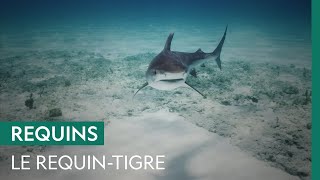 Le requin-tigre, capable de percer la carapace d'une tortue