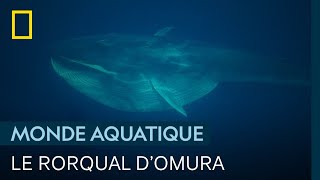 Le rorqual d’Omura, géant solitaire