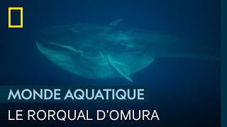 Documentaire Le rorqual d’Omura, géant solitaire