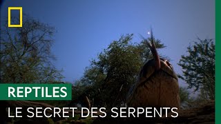 Le serpent se sert de sa langue pour... sentir