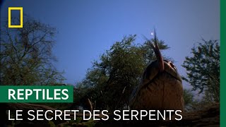 Documentaire Le serpent se sert de sa langue pour… sentir