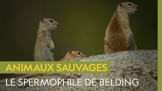 Le spermophile de Belding, rongeur alpin à la merci des prédateurs