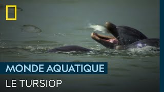 Documentaire Le tursiops, un dauphin carnassier avec une technique de chasse unique
