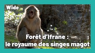 Les derniers macaques de l'Atlas
