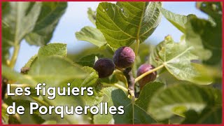 Les figues de Porquerolles