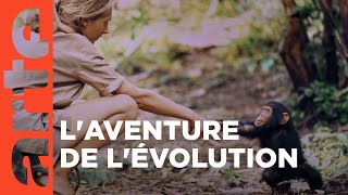 Documentaire Les grands singes – Ces primates si proches de l’Homme 