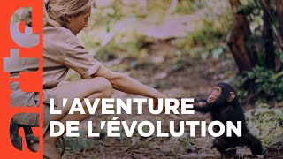 Les grands singes - Ces primates si proches de l’Homme |