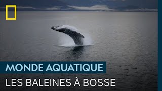 Les majestueuses baleines à bosse du parc national de la Baie des Glaciers