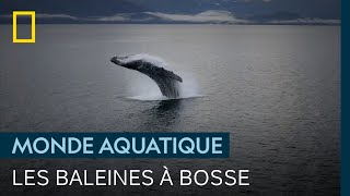 Documentaire Les majestueuses baleines à bosse du parc national de la Baie des Glaciers