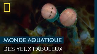 Documentaire Les yeux surpuissants de la crevette-mante