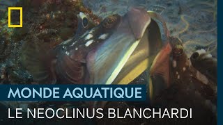 L'étonnante technique de combat du neoclinus blanchardi
