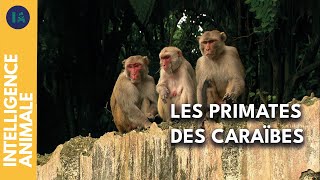 L'île des singes : miroir de notre société ?
