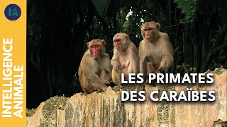 Documentaire L’île des singes : miroir de notre société ?