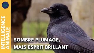 L'impressionnante ingéniosité des oiseaux