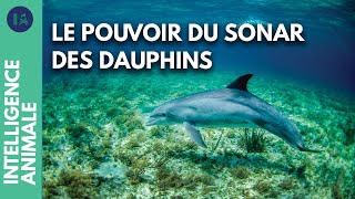 Documentaire L’incroyable langage des dauphins