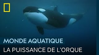 Documentaire L’orque, redoutable superprédateur à sang chaud