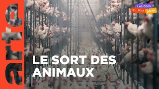 Documentaire L’usine des animaux