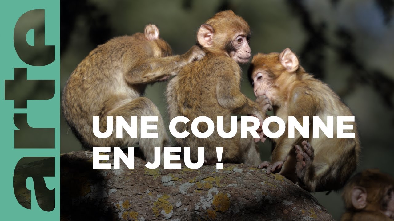 Macaques | Dynasties animales