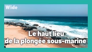 Nager sans protection aux côtés des requins
