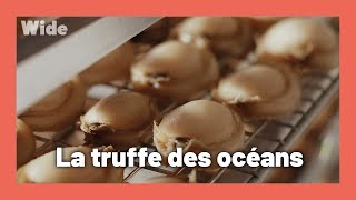 Documentaire Ormeau : le fruit de mer le plus rare du monde