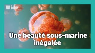 Palau : le règne de la nature vierge