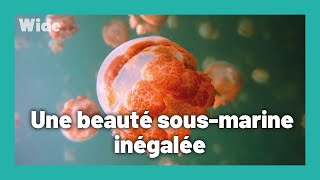 Documentaire Palau : le règne de la nature vierge