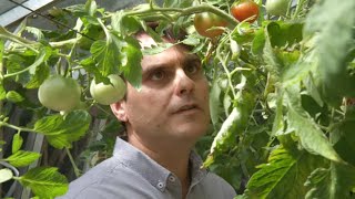 Documentaire Potagers d’intérieur : comment cultiver un jardin chez soi ?