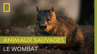 Pour ce wombat, l'anticipation est la meilleure chance de survie