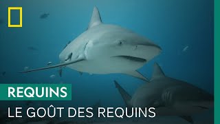 Documentaire Pourquoi certains requins relâchent-ils leur proie après l’avoir mordue ?