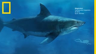 Pourquoi le mégalodon a-t-il disparu ?