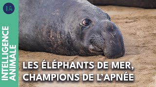 Pourquoi les éléphants de mer sont-ils les meilleurs plongeurs ?