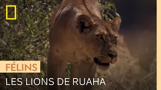 Documentaire Ruaha, le parc avec la plus grande concentration de lions au monde